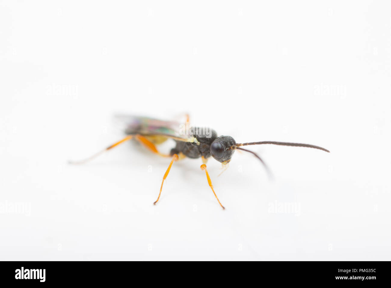 Gall wasp UK Stock Photo