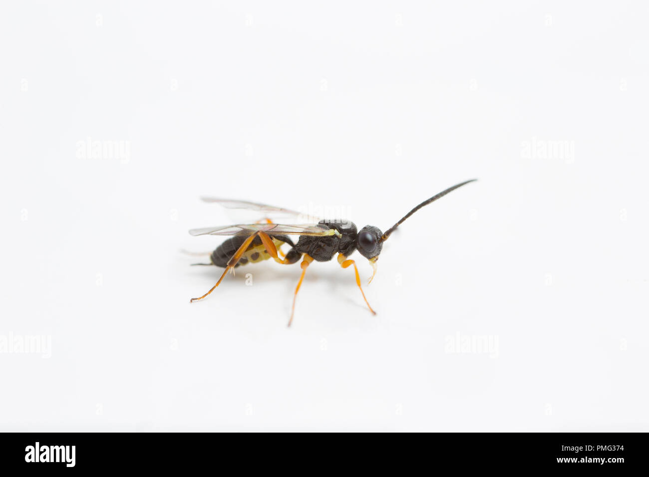 Gall wasp UK Stock Photo