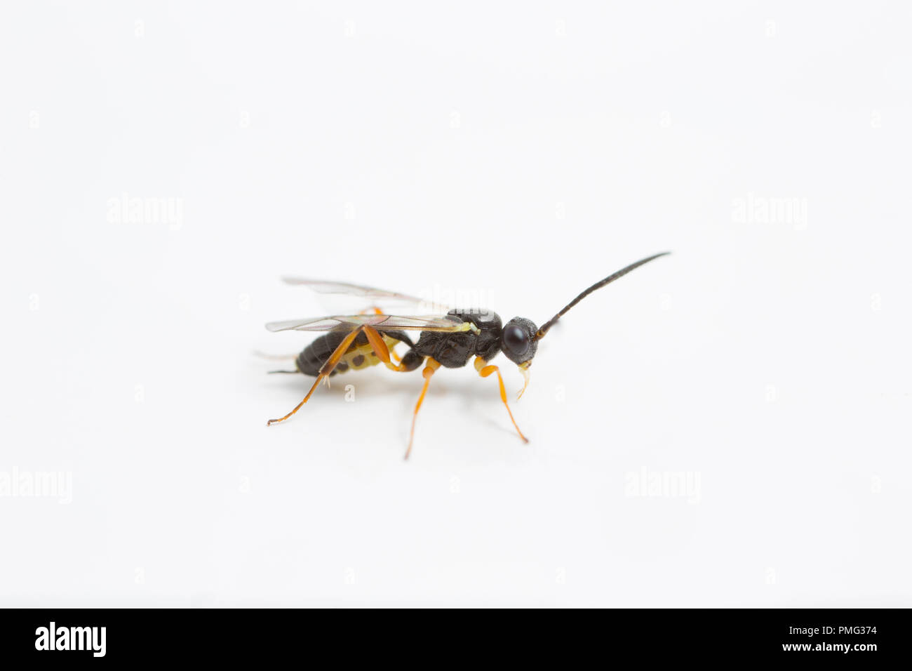 parasitic wasp uk high resolution stock photography and images alamy