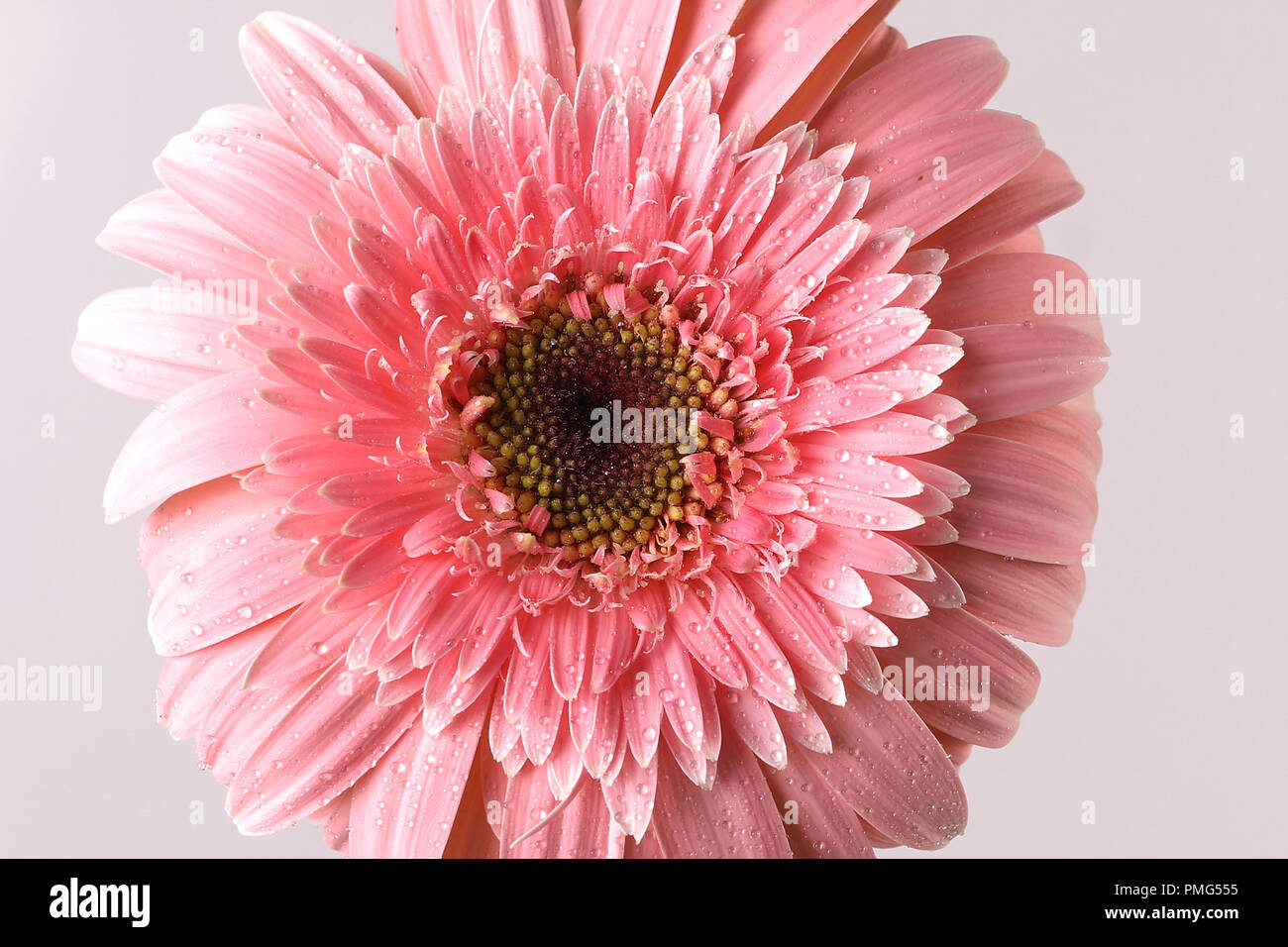 Sunflower pink rose hi-res stock photography and images - Alamy