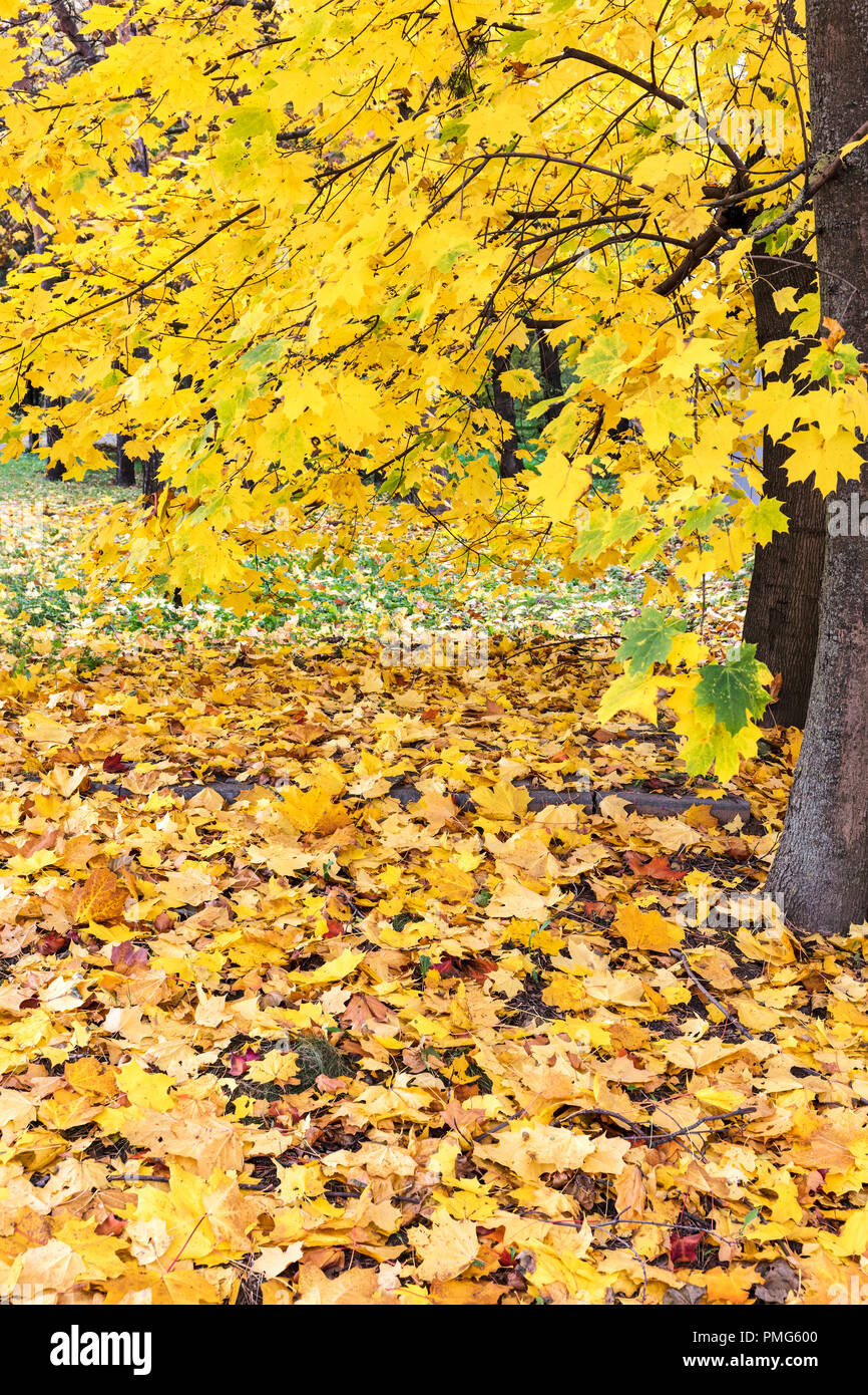 autumn landscape background. yellow foliage of park trees on the ground ...