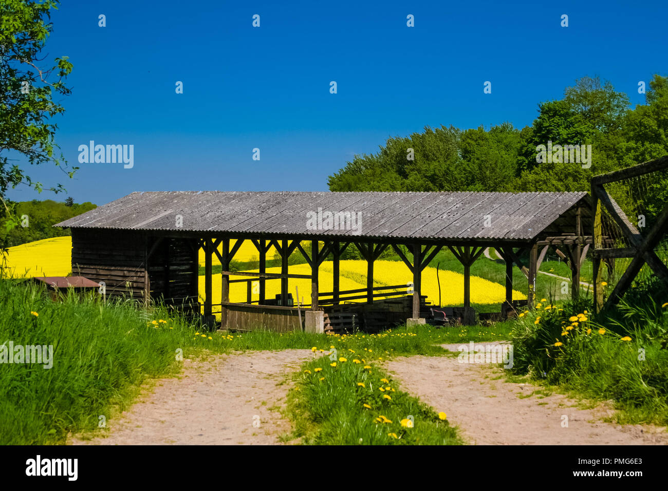 A path leading to an old wooden barn and a lovely yellow blooming canola field can be seen through it with a blue sky in the background; somewhere in... Stock Photo
