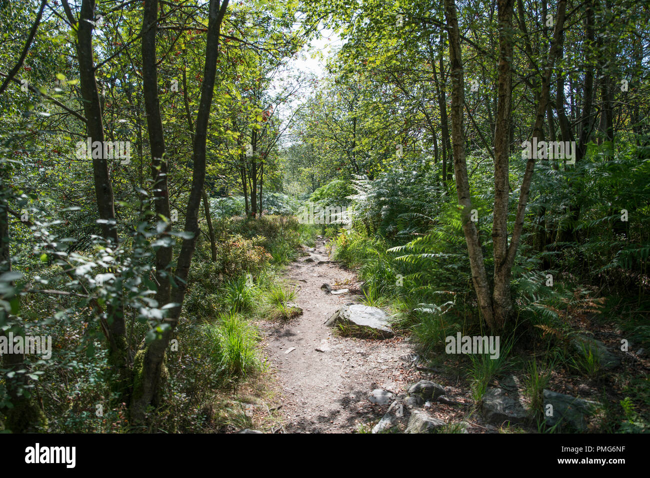 Ardennes forest green hi-res stock photography and images - Alamy