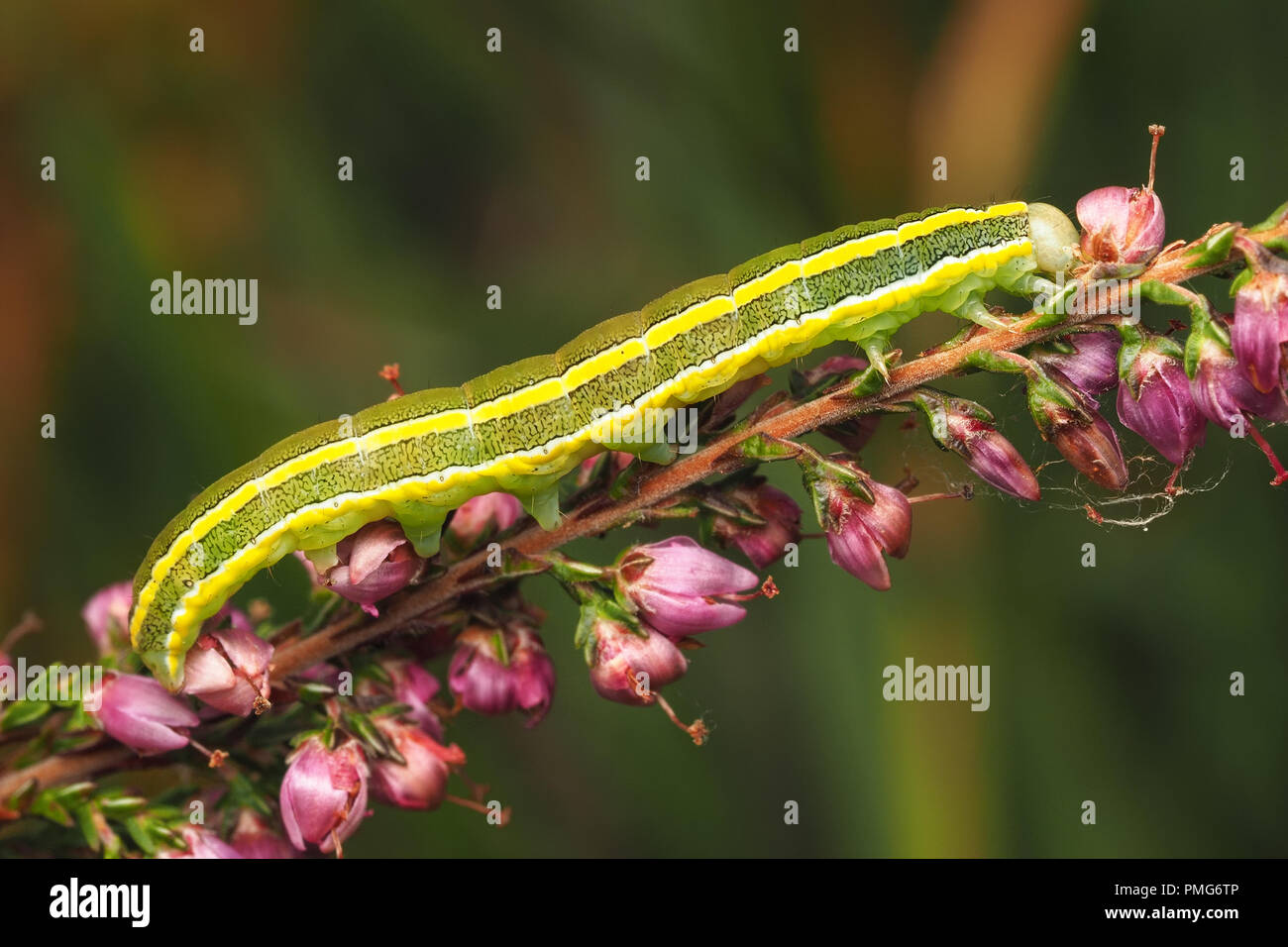 Broom Moth caterpillar (Ceramica pisi) crawling on heather. Tipperary, Ireland Stock Photo