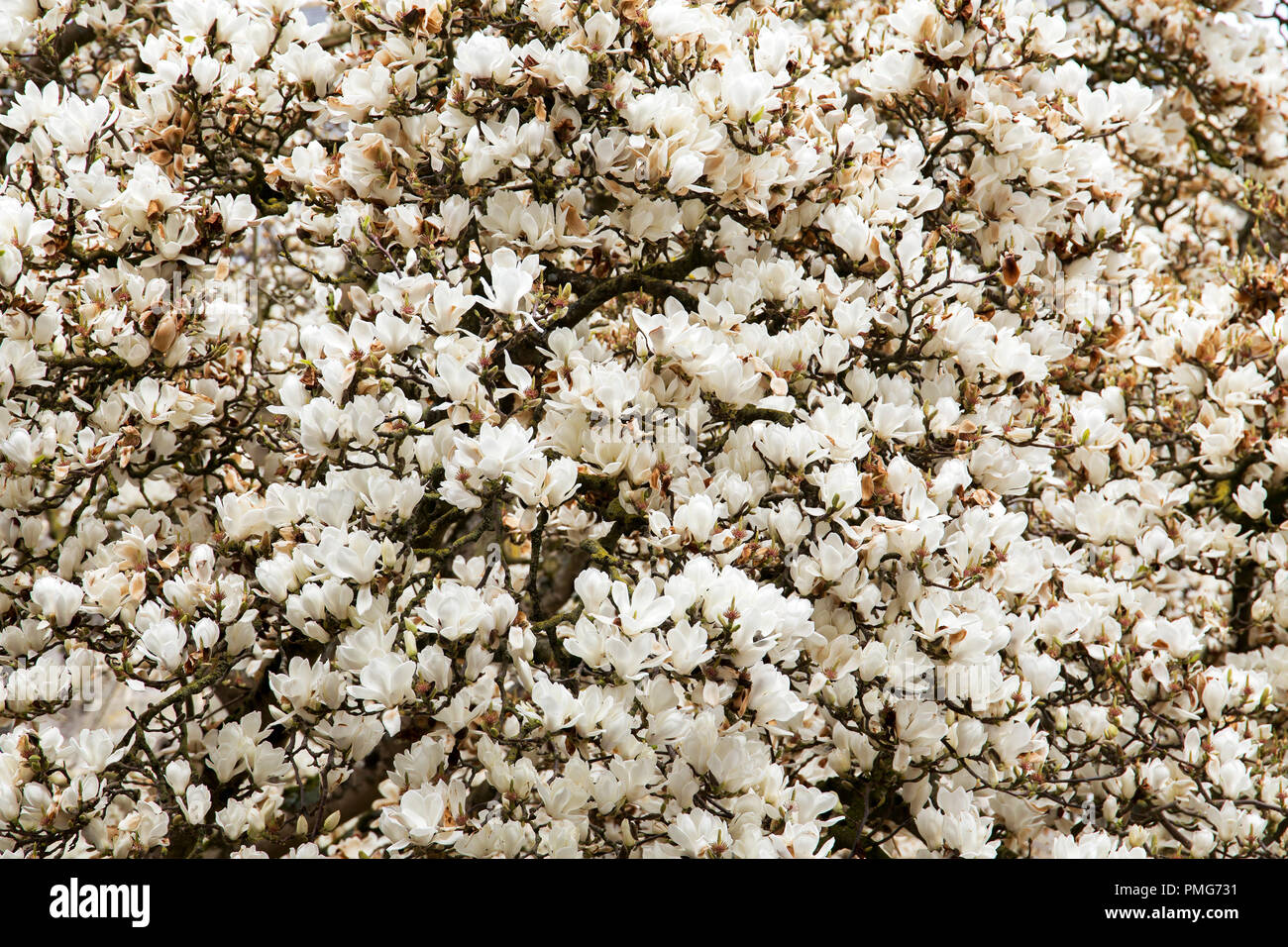 White Flowering Magnolia tree in in full bloom Stock Photo - Alamy