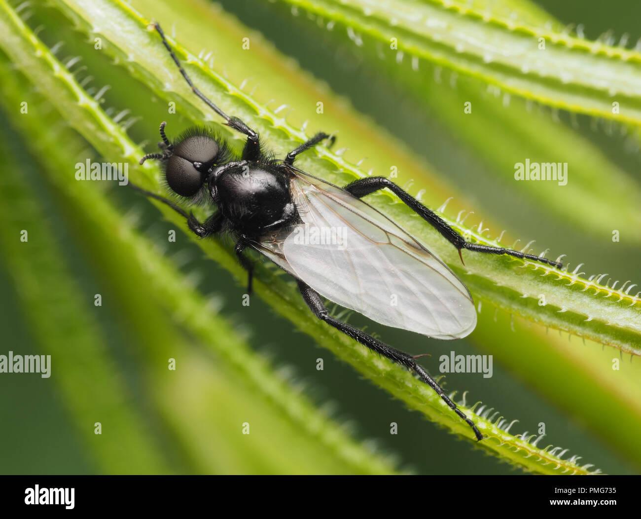 Dorsal view of male St Marks fly (Bibio marci) resting on plant. Tipperary, Ireland Stock Photo