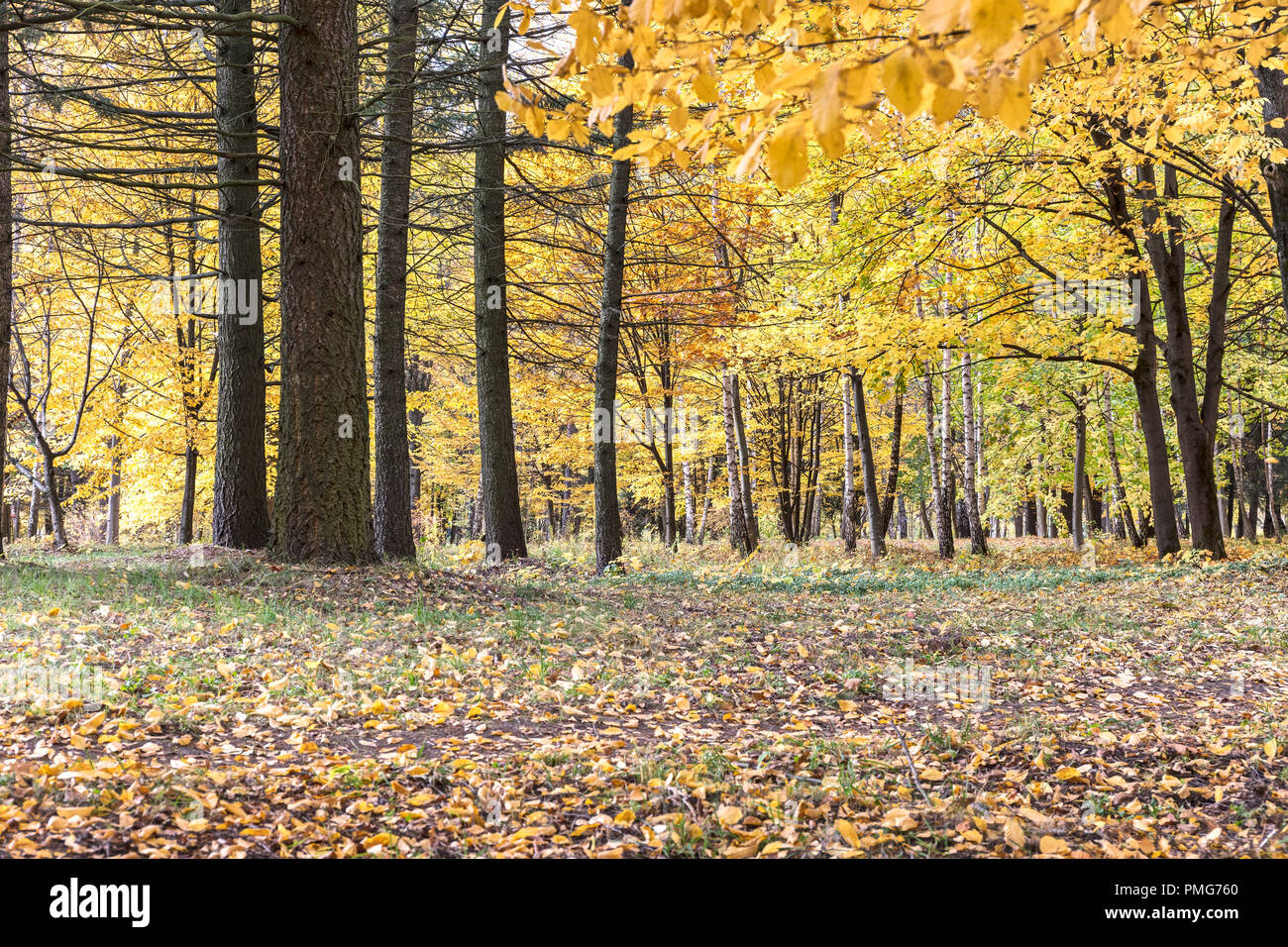 park in autumn. trees with yellow leaves and fallen foliage on the ...