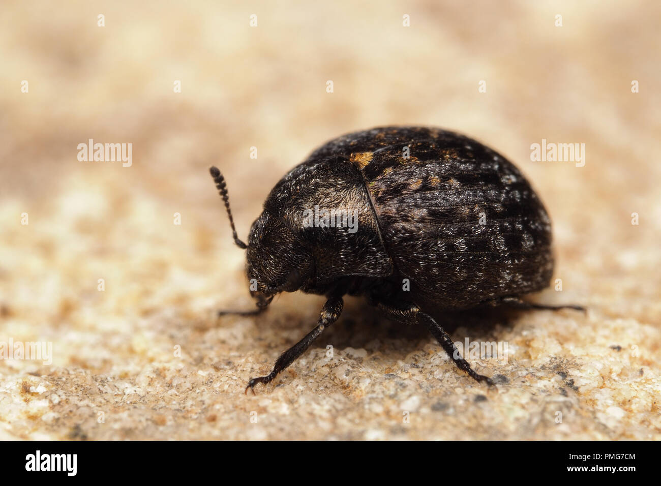 Pill Beetle (Cytilus sericeus) sitting on sandstone. Tipperary, Ireland Stock Photo