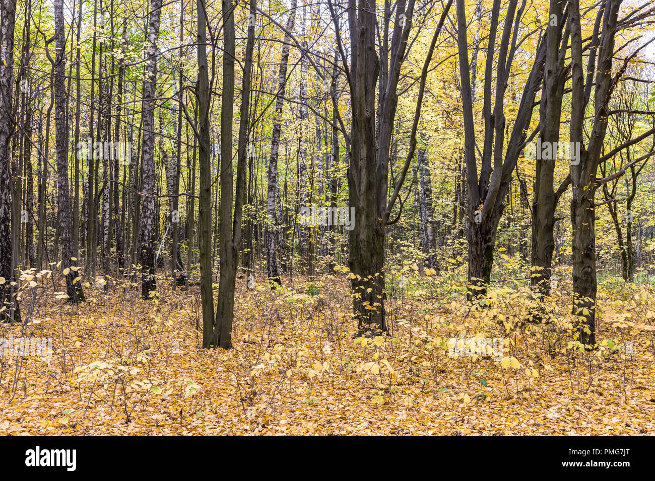 nature in autumn. park trees with yellow leaves and fallen dry foliage ...