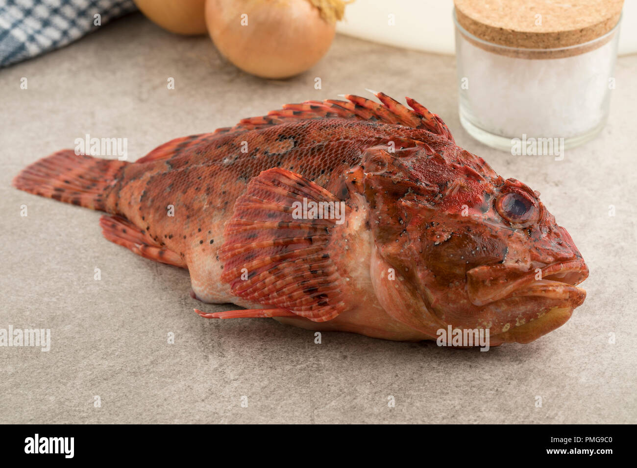 Single fresh raw red scorpionfish ready to cook Stock Photo