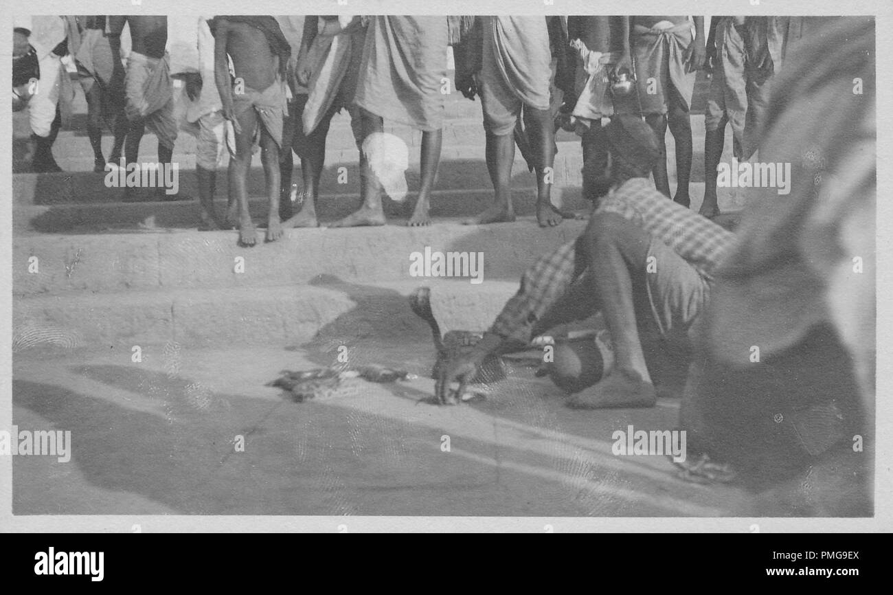 Black and white photograph on cardstock, with an image, shot from a low angle, of a male snake charmer, wearing a checked kurta, who crouches over to touch the coiled body of a snake, which rises up and extends its hood, with the dhoti-clad legs of several spectators visible in the background, likely collected as a tourist souvenir during a trip to South Asia (likely India), 1910. () Stock Photo