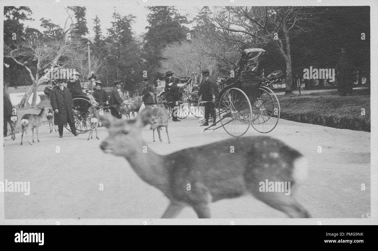 Black and white photograph on cardstock, of a park-like setting (likely Nara Park) with deer in the foreground, and a variety of rickshaw passengers (wearing Victorian clothing) and operators, stopped on a path at midground, with trees in the background, likely collected as a tourist souvenir during a trip to Japan, 1910. () Stock Photo