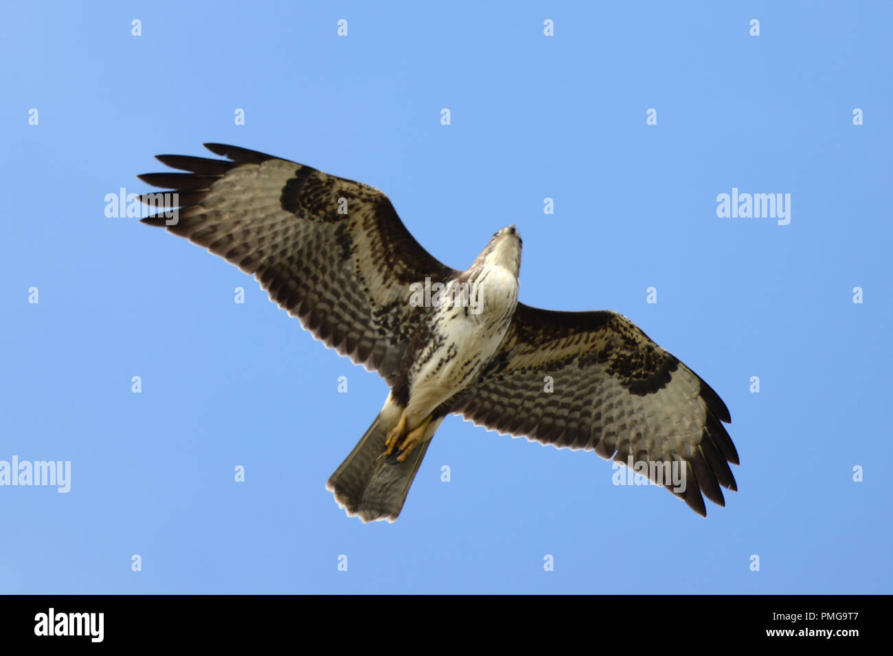buzzard in flight Stock Photo