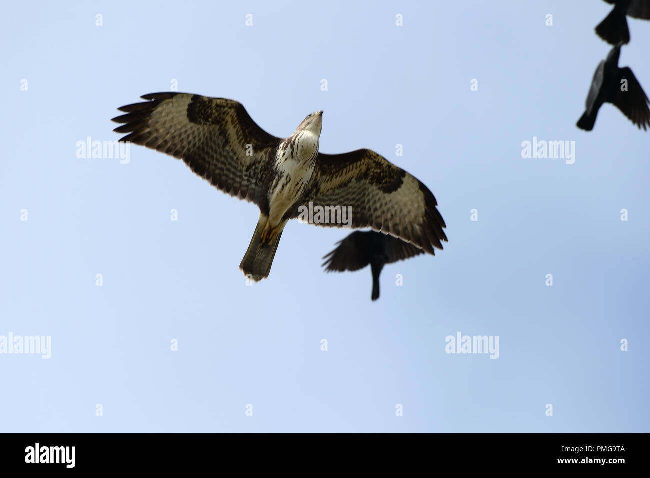 crows mobbing buzzard Stock Photo