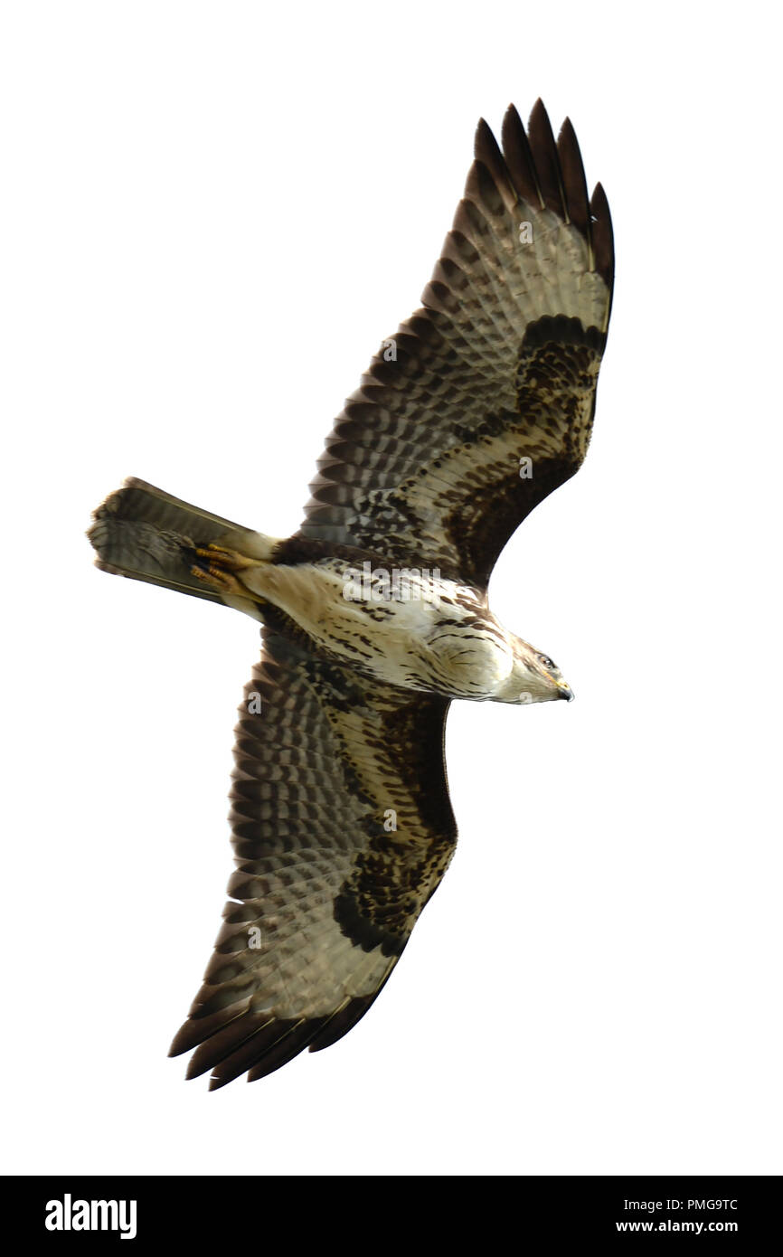 buzzard in flight on a white background Stock Photo