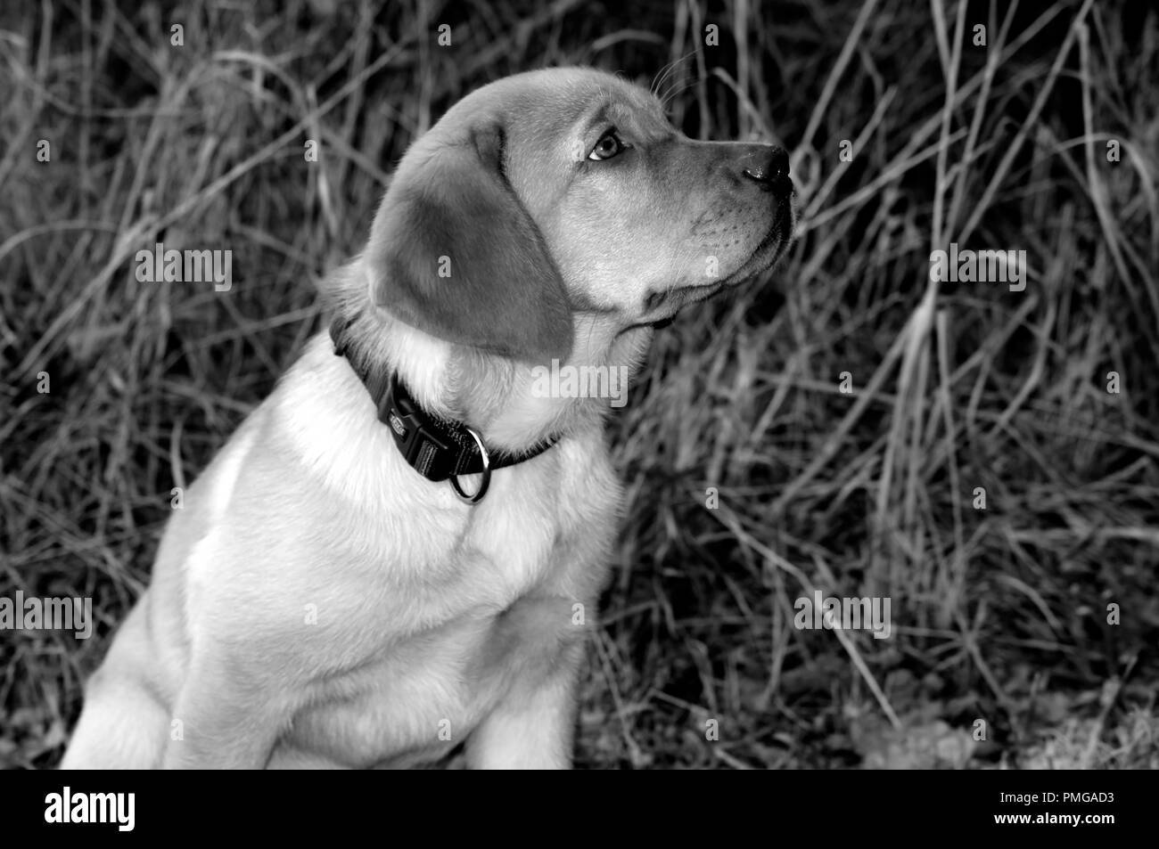 Cute blonde Labrador Puppy Stock Photo - Alamy