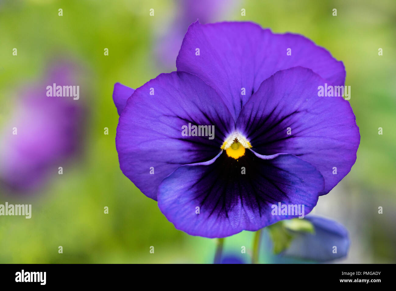 Close up of Blue Blotch Pansy against a blurred background Stock Photo