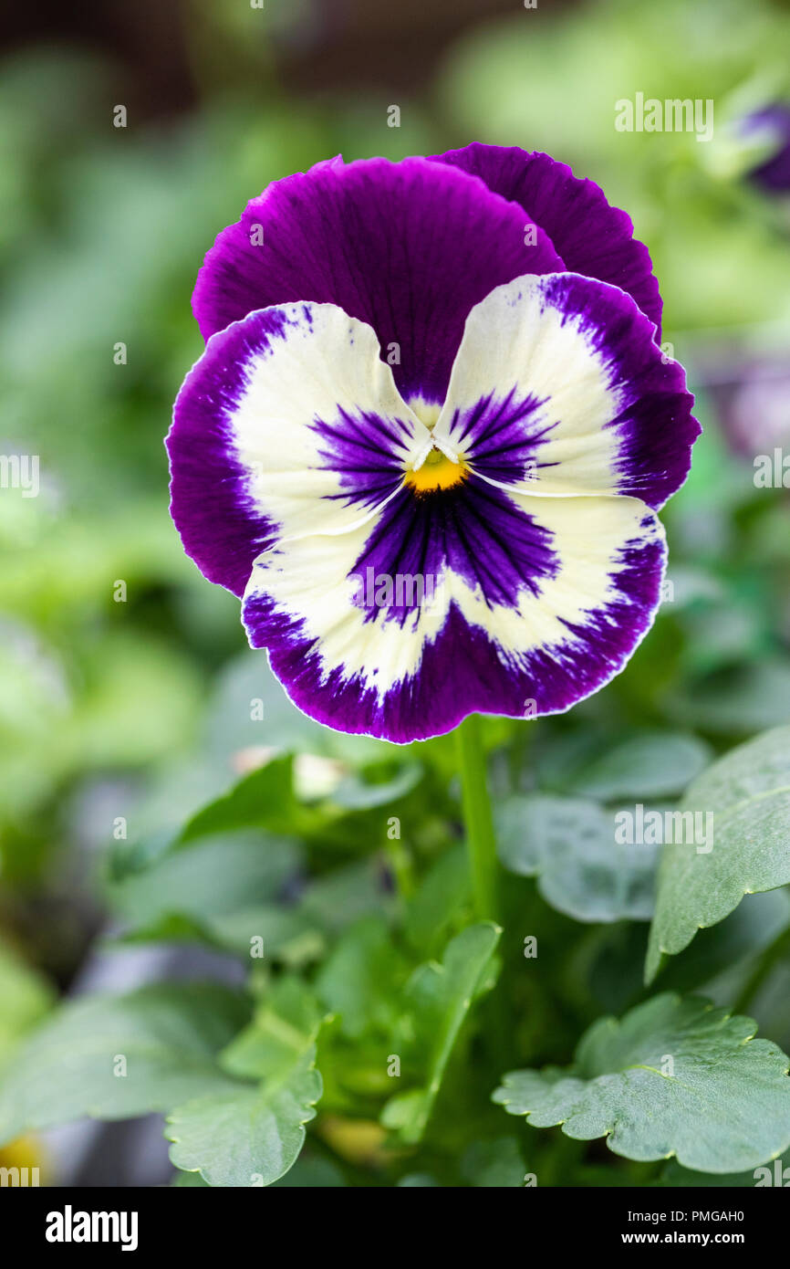 Viola x wittrockiana matrix hires stock photography and images Alamy