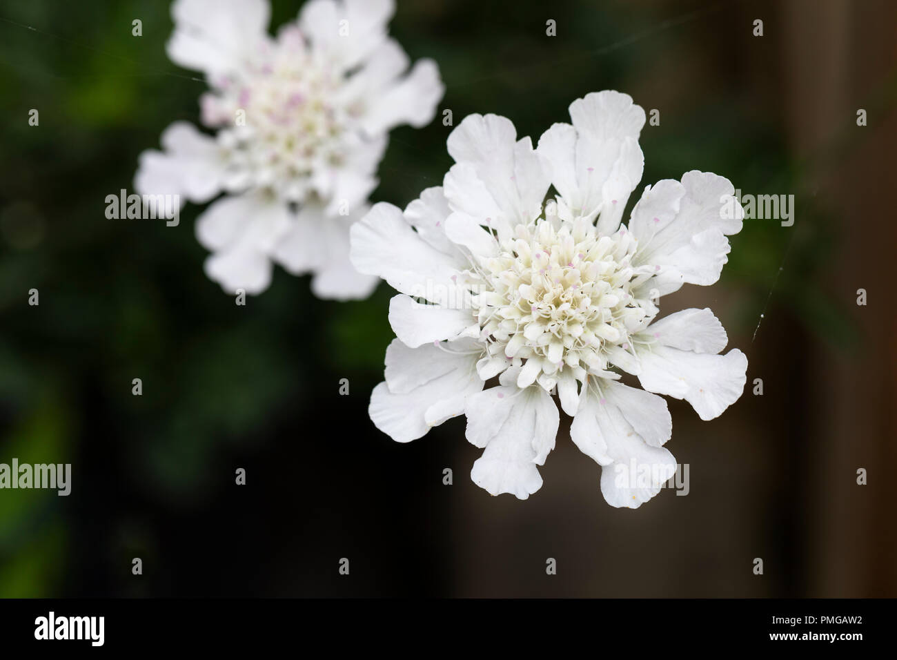 Close up of Scabiosa incisa 'Kudo White' pincushion flower flowering