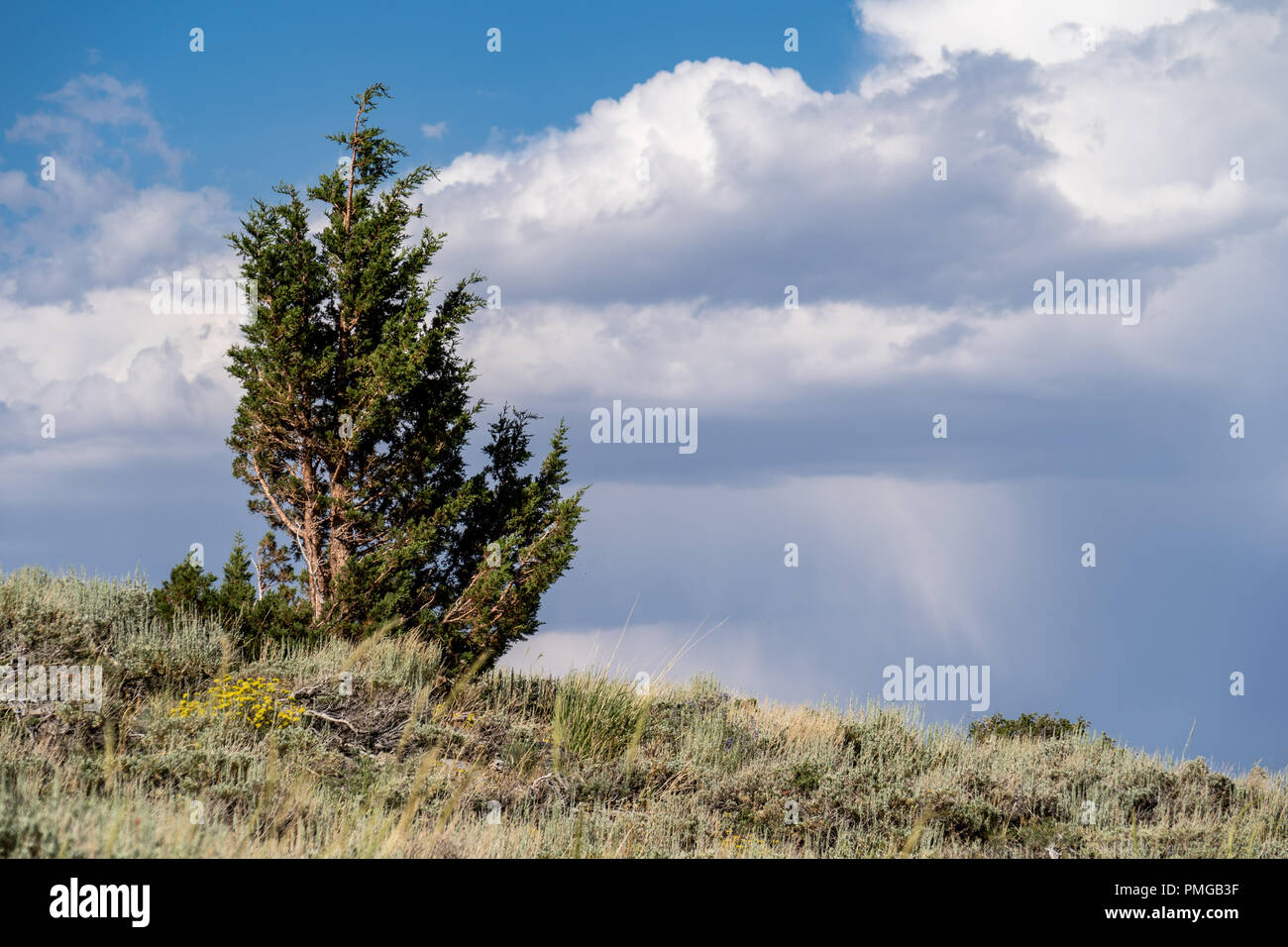 One lonely tree, in McGee Creek Canyon in Eastern Sierra Nevada - California's Mono County Stock Photo