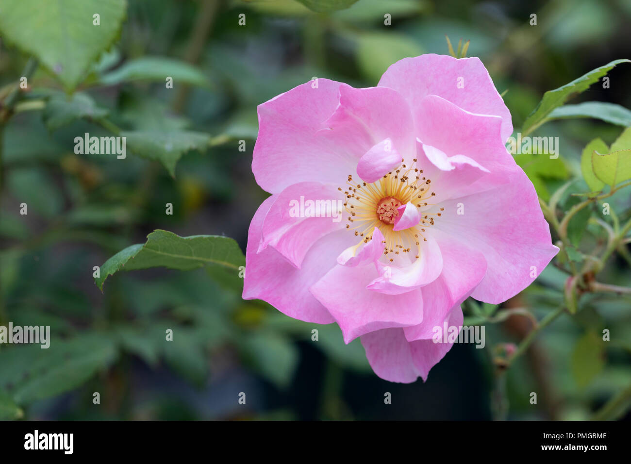 The ladys blush rose hi-res stock photography and images - Alamy