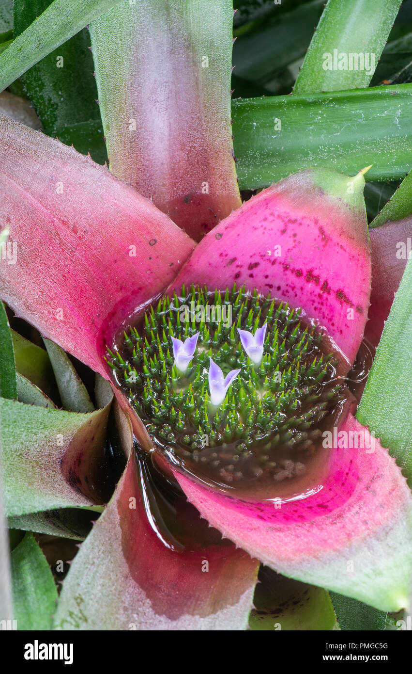 Bromeliad. with flowers Stock Photo