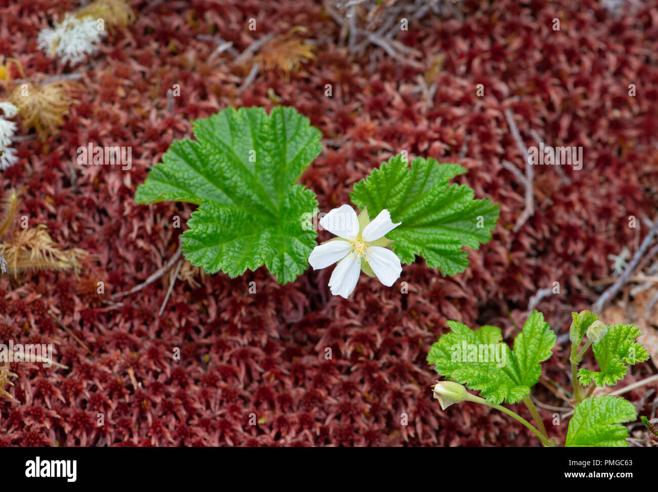 Cloudberry: Rubus chamaemorus. Beinn Eighe, Scotland. Stock Photo