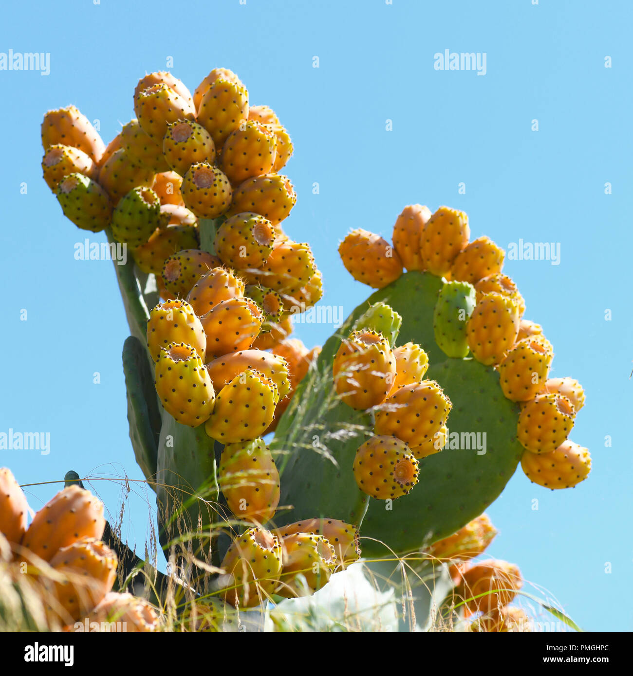 Prickly pear cactus covered in fruit, square image with a plan blue sky background for text over lay selective focus Stock Photo