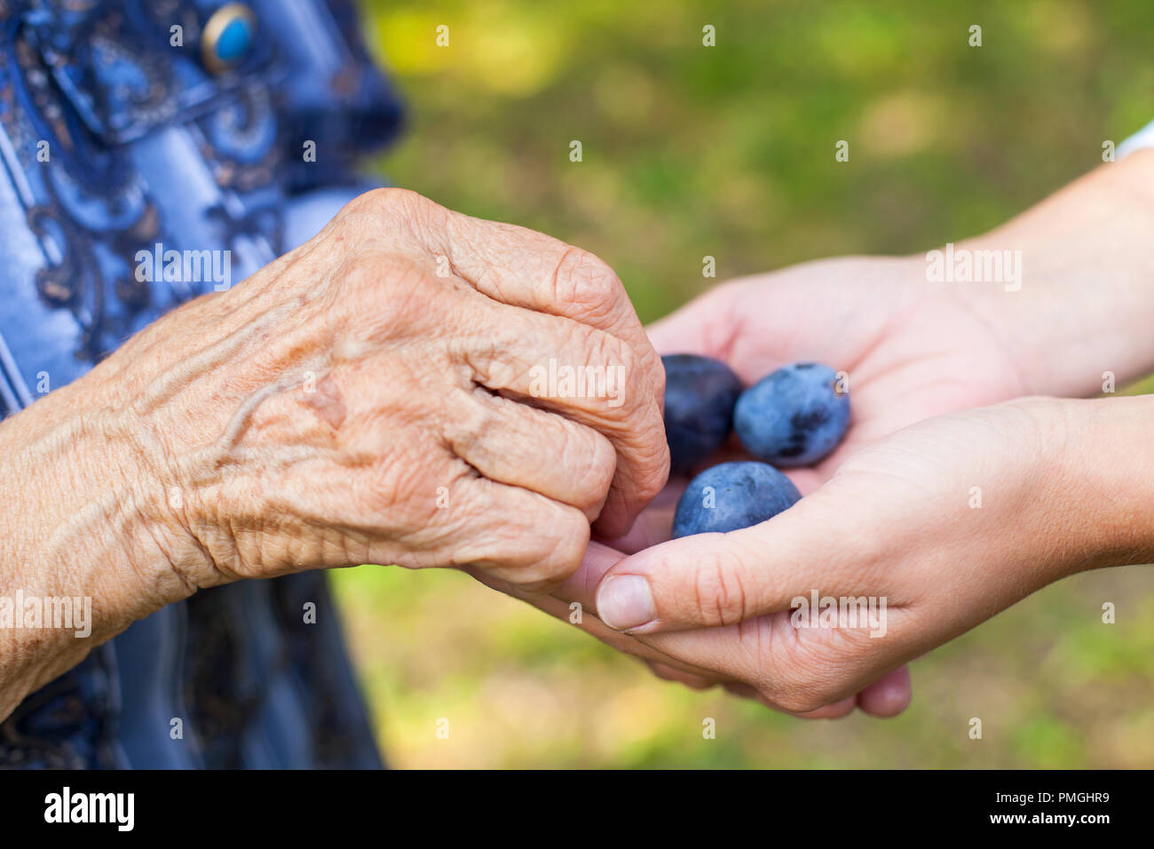 Close up picture of woman holding organic plums, giving them to senior lady Stock Photo