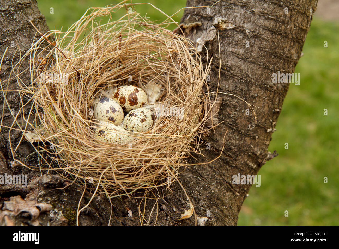 Nest of quail with four eggs on a tree in the wood Stock Photo Alamy