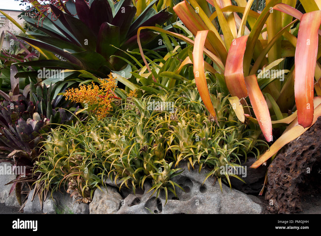 Sydney Australia,  garden of bromeliad plants Stock Photo
