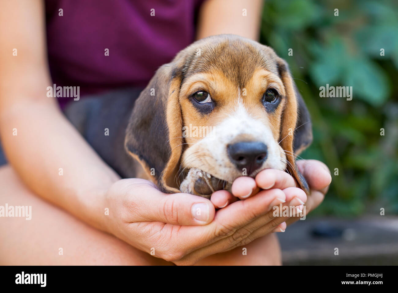 why do beagles like to cuddle