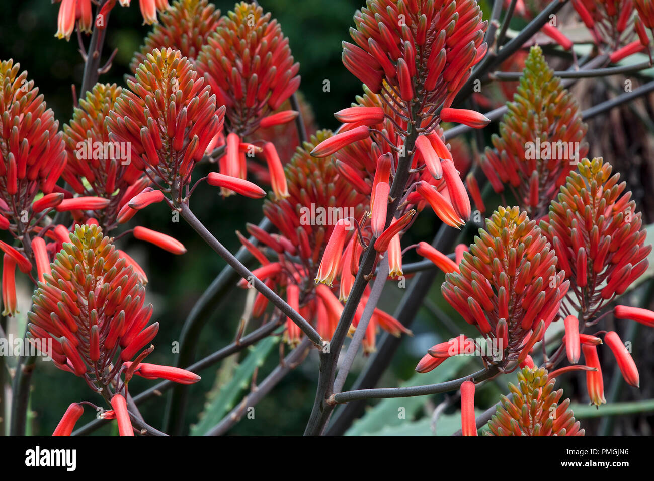 Sydney Australia, flower heads of an aloe cryptopoda plant Stock Photo