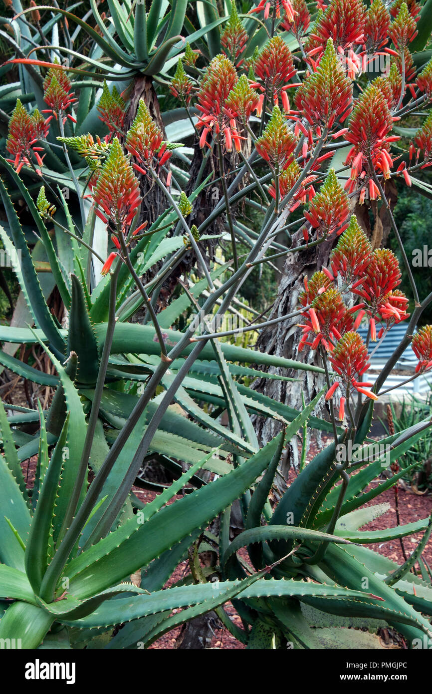 Sydney Australia, flowering Aloe cryptopoda a native of southern africa Stock Photo