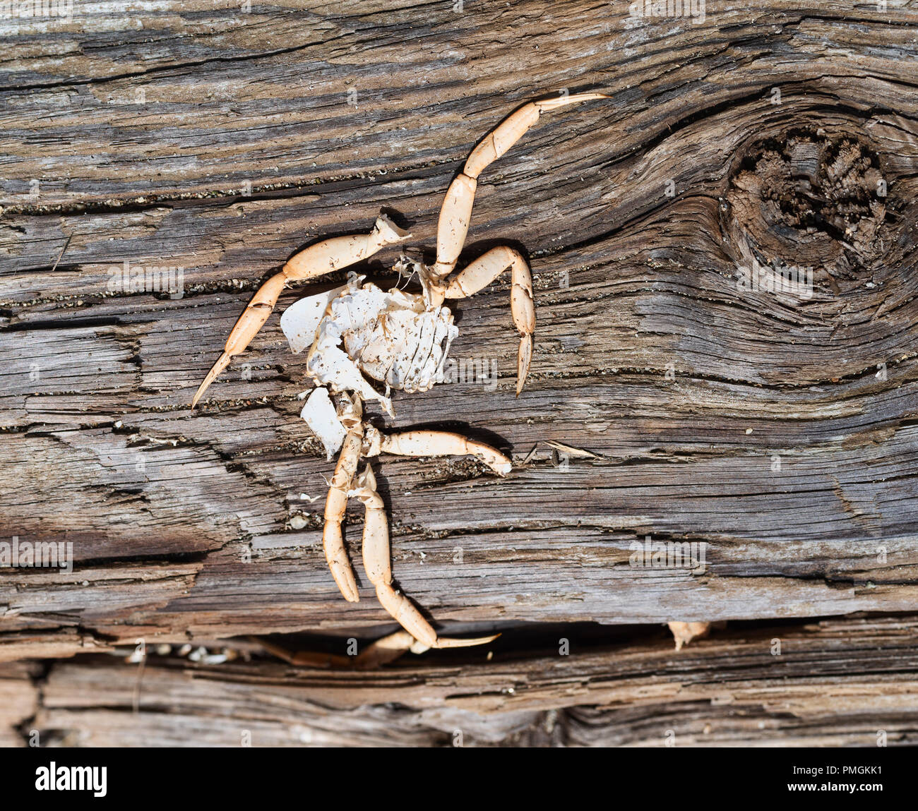 Top view of a broken and eaten crab shell on an old weathered driftwood board with a large knot. Stock Photo