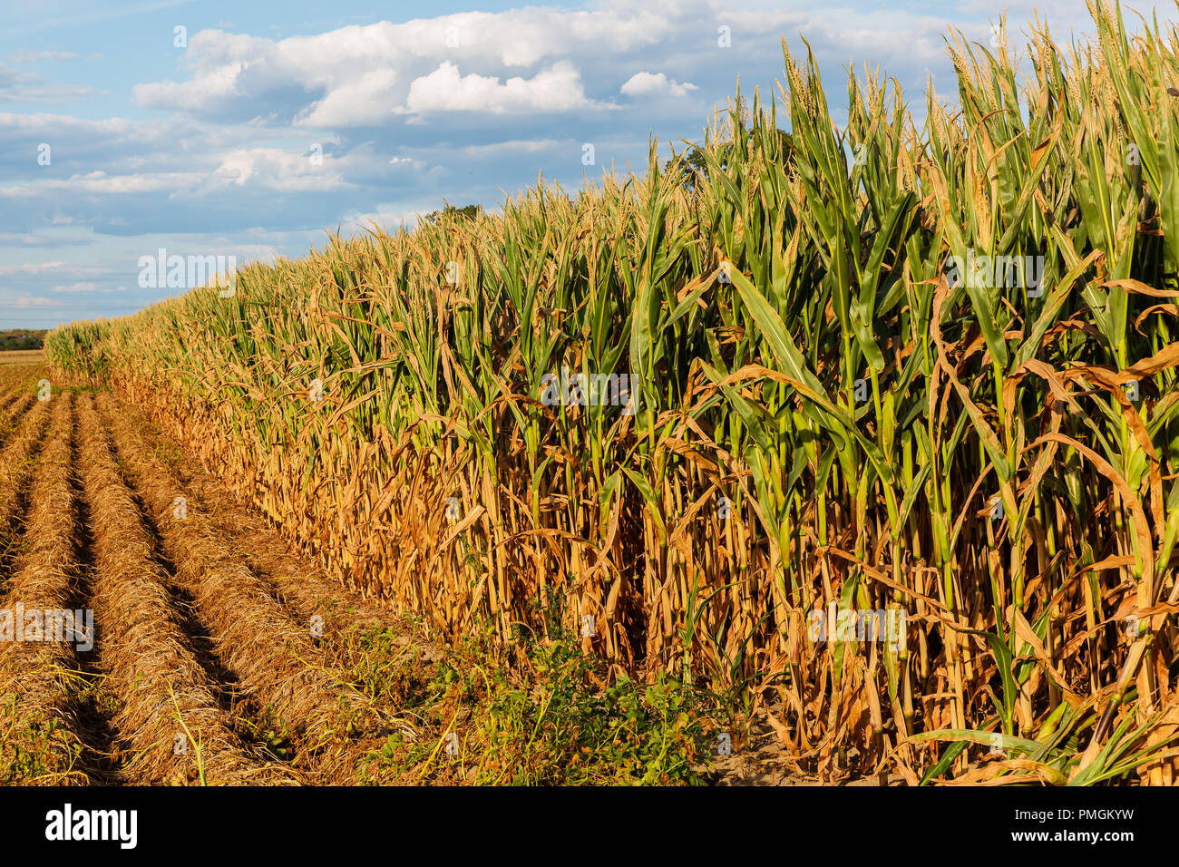 picture of a sunburnt and withered corn field Stock Photo - Alamy