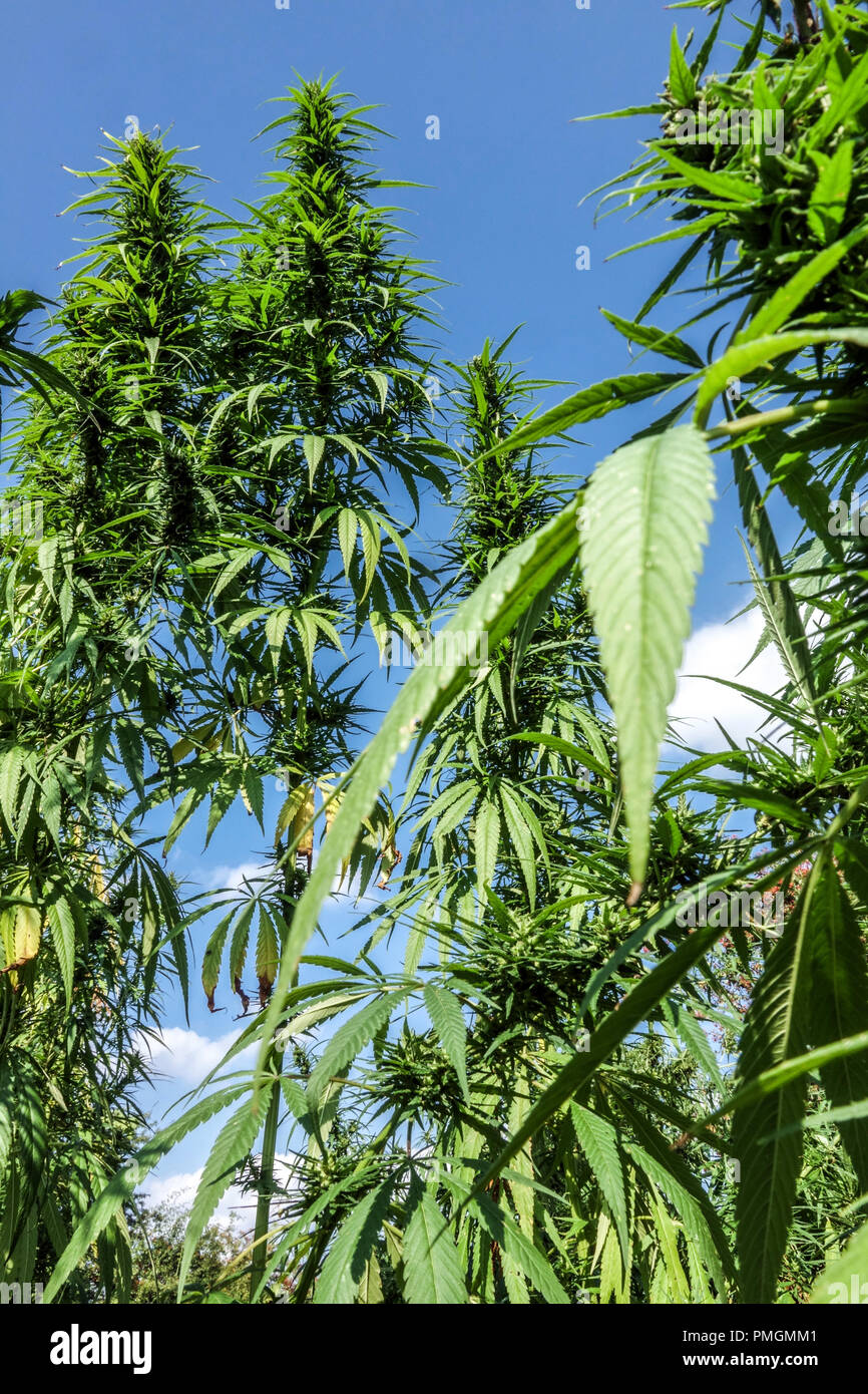 Cannabis sativa growing tall plants Stock Photo