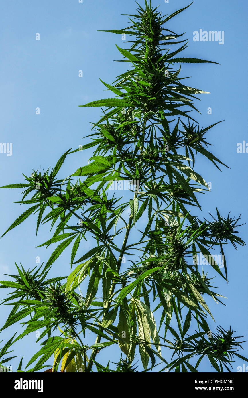 Cannabis sativa growing tall plant september Stock Photo