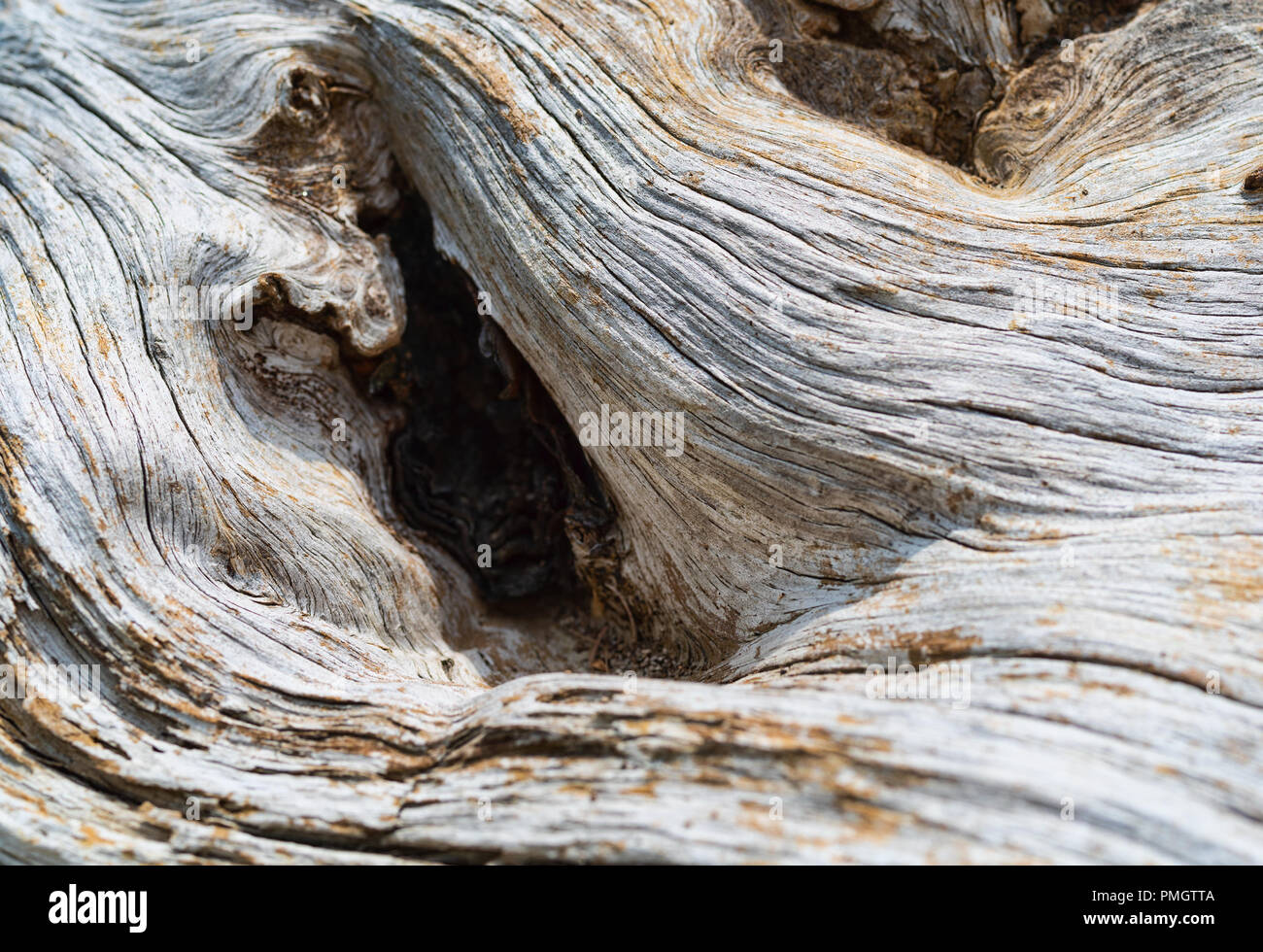 Close view of hole on the surface of a contoured weathered driftwood log. Stock Photo