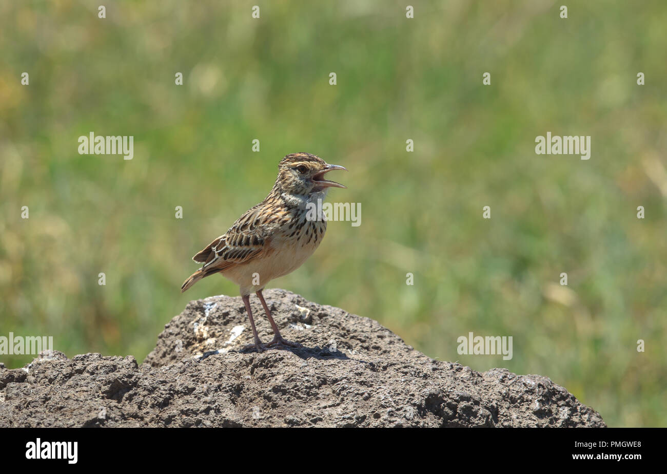 The rufous-naped lark or rufous-naped bush lark is a widespread and conspicuous species of lark in the lightly wooded grasslands and open savannas. Stock Photo