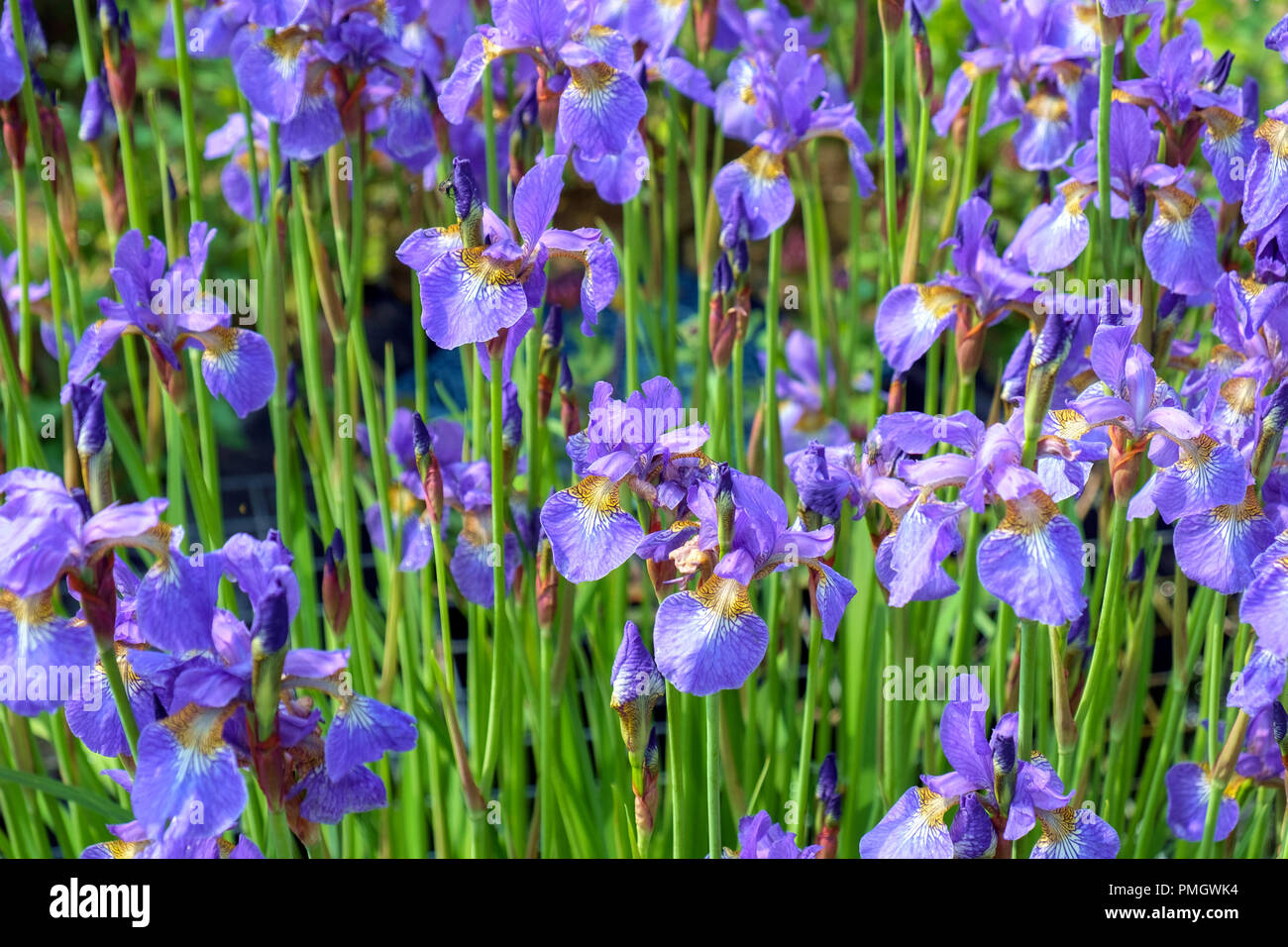 A mass of mauve iris flowers in a garden flowerbed. Stock Photo
