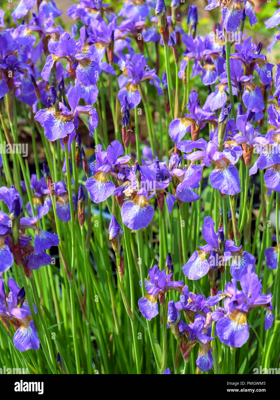 A mass of mauve iris flowers in a garden flowerbed. Stock Photo