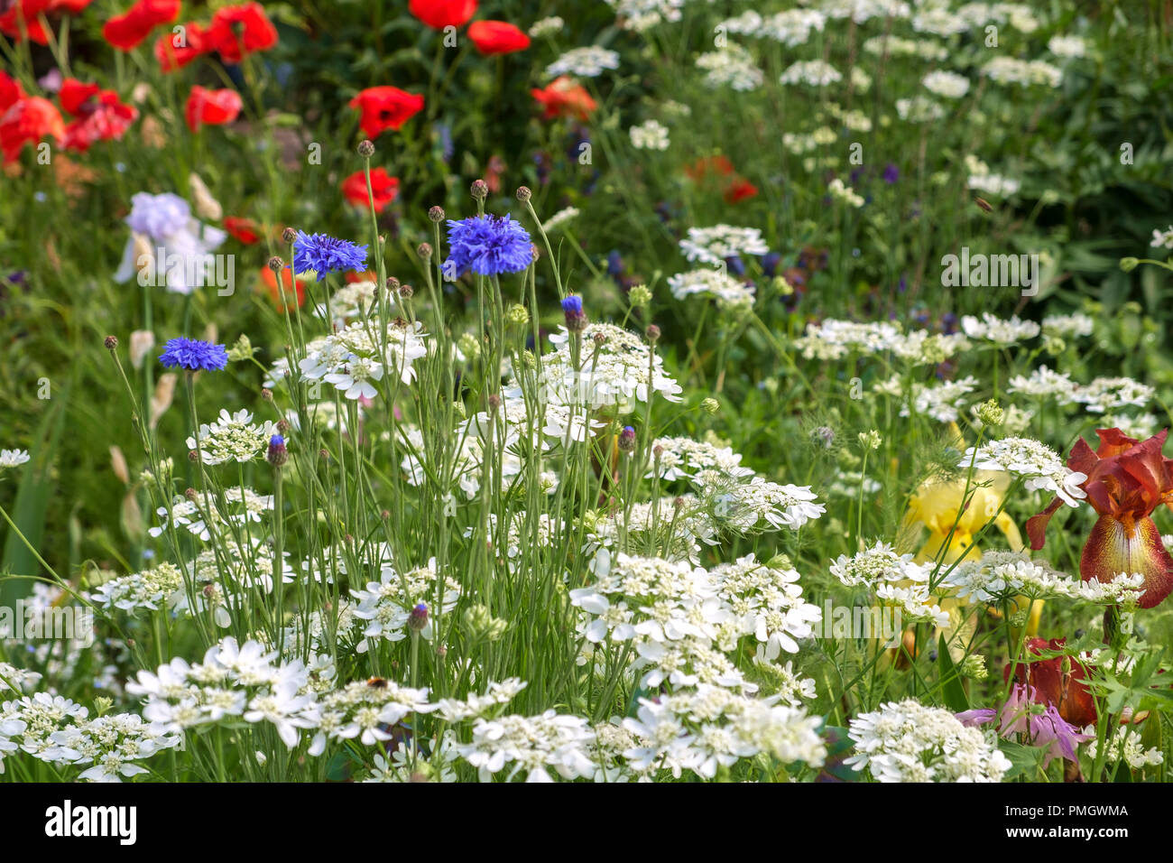 A late spring flower garden border packed with blooms Stock Photo