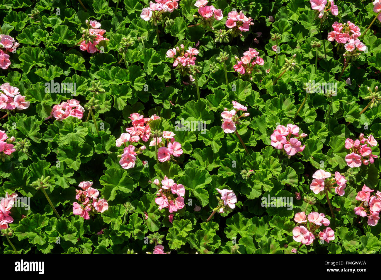 Full frame close up background of a summer flower bedding display Stock Photo