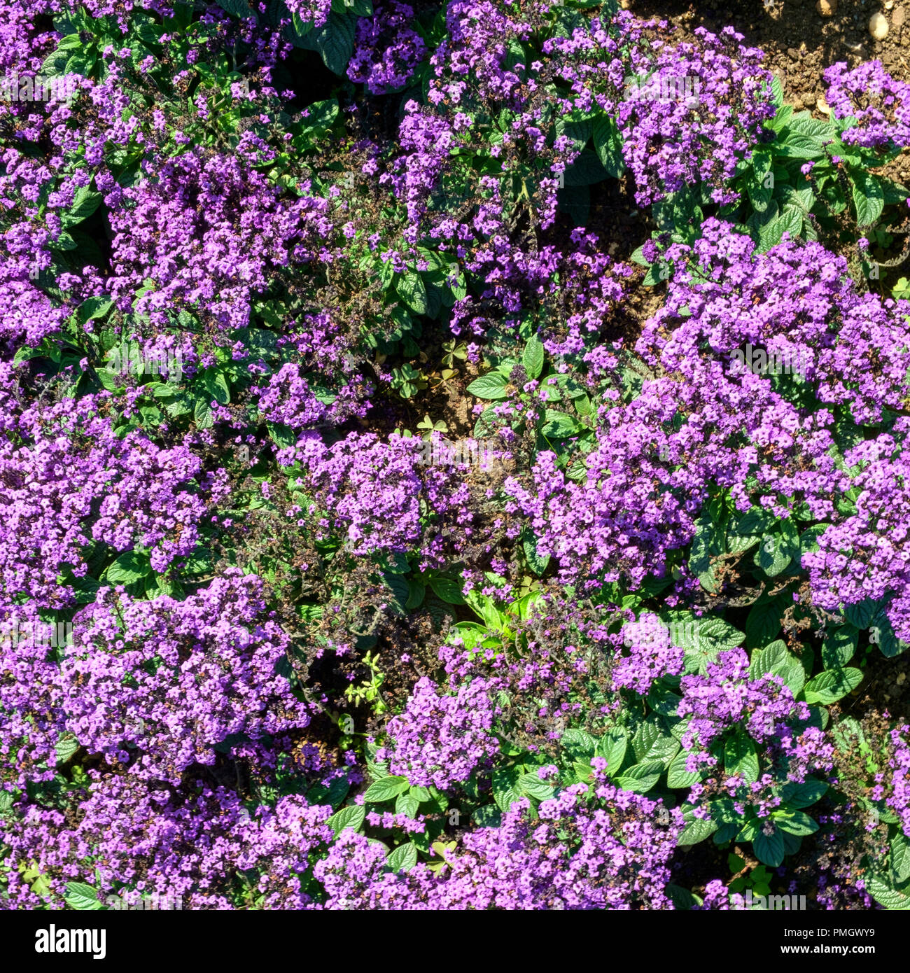Full frame close up background of a summer flower bedding display Stock Photo