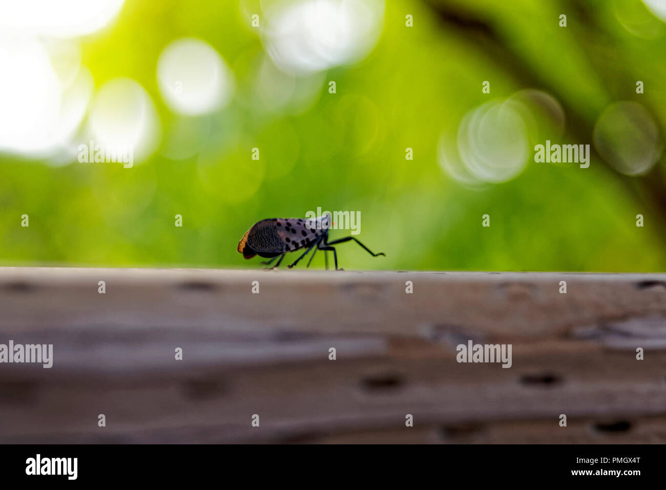 Spotted Lanternfly (lycorma delicatula) infestations have caused Pennsylvania's Department of Agriculture to issue a quarantine in certain counties. Stock Photo