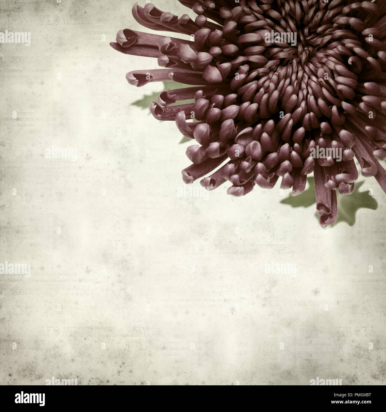 textured old paper background with dark purple chrysanthemum Stock ...