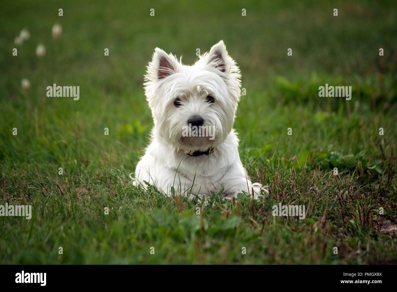 west highland white terrier dog breed, lies on the green grass in the evening on the nature, small black eyes look to the camera, white hair, cute Stock Photo