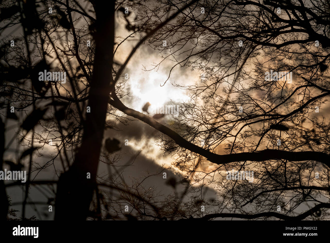 Soft light through tree branches hi-res stock photography and images ...