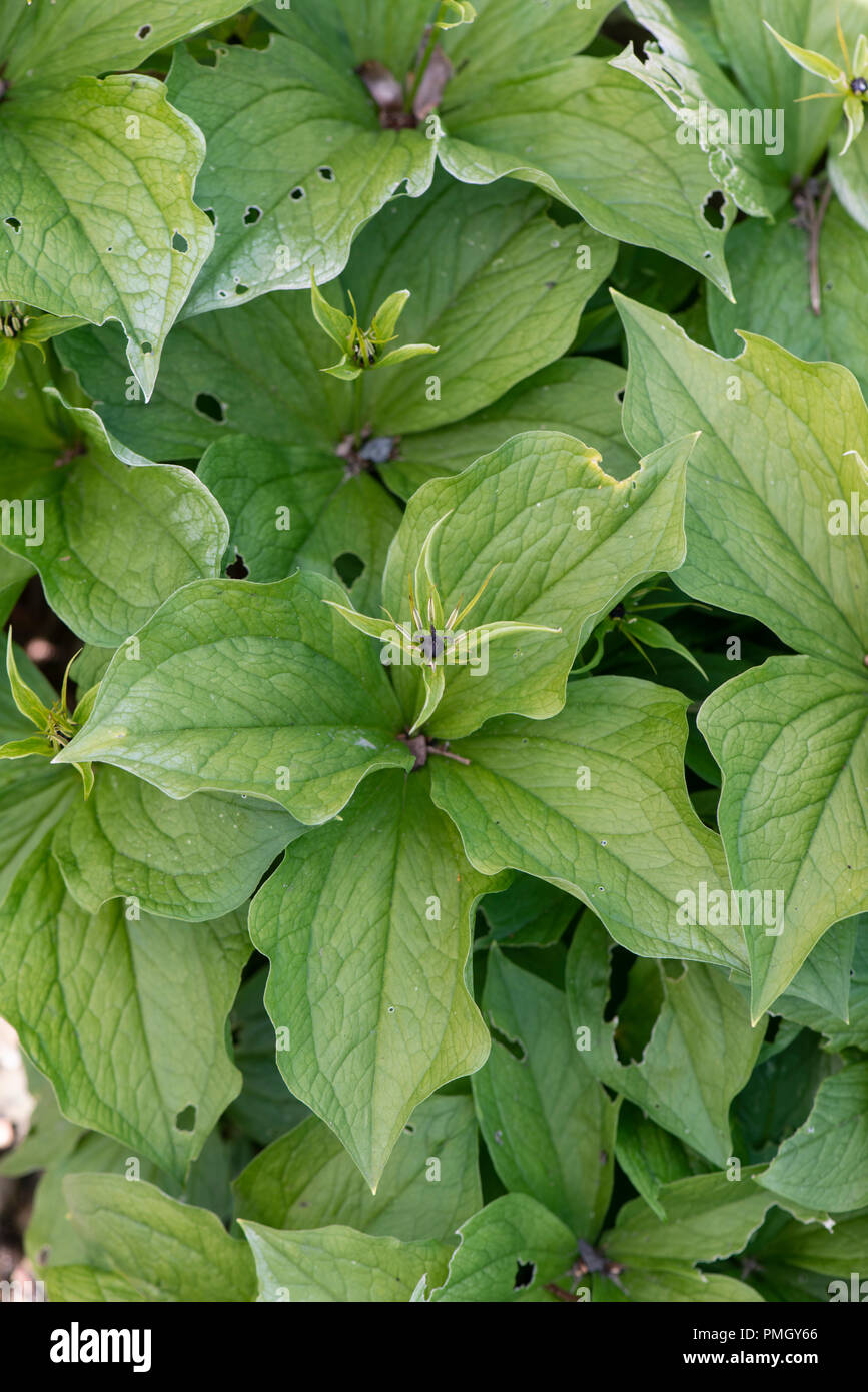 Herb Paris: Paris quadrifolia. Stock Photo
